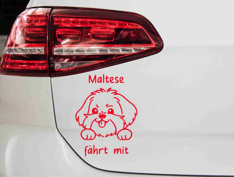 aufkleber-hunderasse-maltese-faehrt-mit-rot