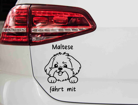 aufkleber-hunderasse-maltese-faehrt-mit-schwarz