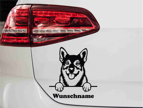 swedishvallhund-vaestgoetaspets-hund-mit-wunschname-schwarz